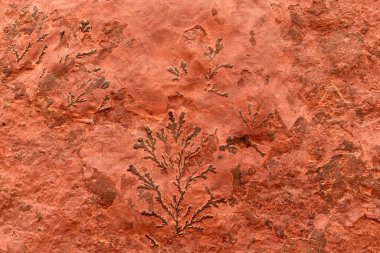 Tarih öncesi bitkilerin fosilleri, taşlardaki iz detayları, Afrika