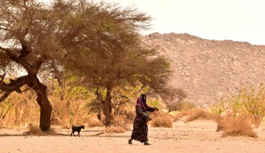 Djanet, Sahara, Cezayir - 2 Mayıs 2023: Sahra manzarasında giyinmiş, arka planda kuru çalılar ve ağaçlara sarılmış Tuareg 'li kadın keçi çobanı.