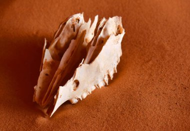 Kızıl kumdaki hayvan kafatası, Sahra Çölü, Cezayir, Afrika