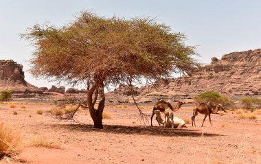 Vahşi develeri olan Sahra Çölü, Afrika