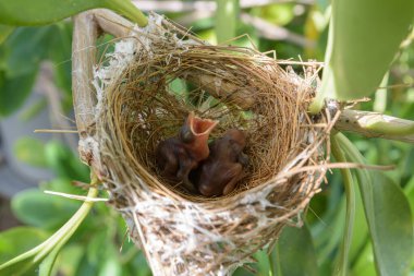 Kuşlar iki yavru kuşla dallanan bir ağaca yuva yapar..
