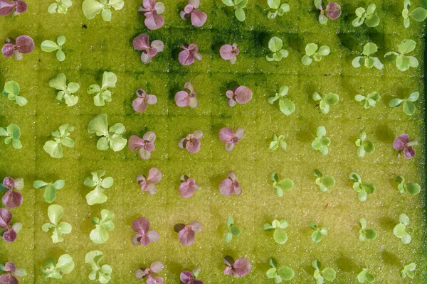 Hidroponia Crescimento Salada Vegetal Uma Caixa — Fotografia de Stock