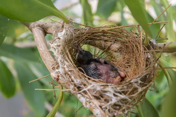 Birds nest on a branching tree with two baby birds