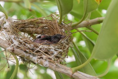 Kuşlar iki yavru kuşla dallanan bir ağaca yuva yapar.