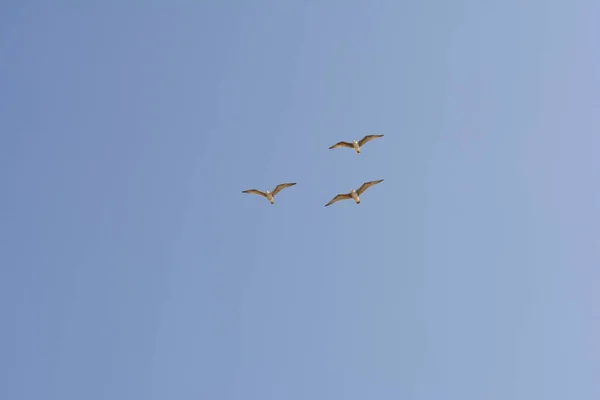 Three Dark Winged Gulls Larus Fuscos Full Synchronized Flight High — Stock Photo, Image