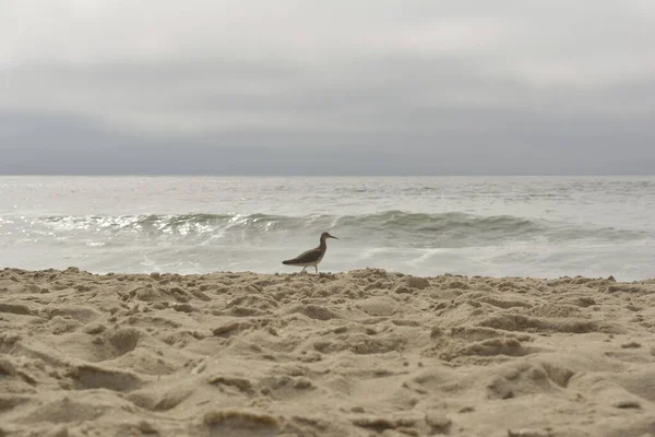 Strandläufer Calidris Alba Der Einem Sehr Bewölkten Tag Allein Meer — Stockfoto