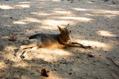 İzole edilmiş vahşi kanguru güneşli bir günde gölgede yatıyor.
