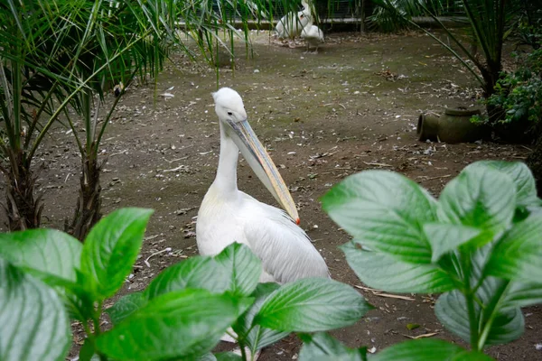 Pelicano Parcialmente Escondido Pela Vegetação Circundante — Fotografia de Stock