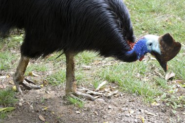 Pençelerin ayrıntıları ve büyük Avustralya Cassowary kuşunun başı (casuarios)