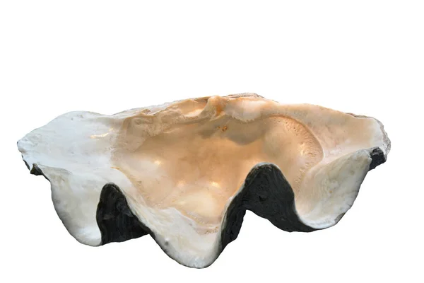 Dev Bir Istiridye Kabuğunun Yarısı Crassostrea Gigas Beyaz Arka Planda — Stok fotoğraf