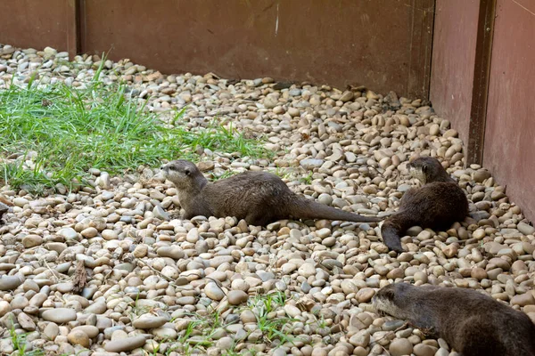 Familie Van Otters Lutrinae Ontspannen Schaduw Een Warme Zonnige Zomermiddag — Stockfoto