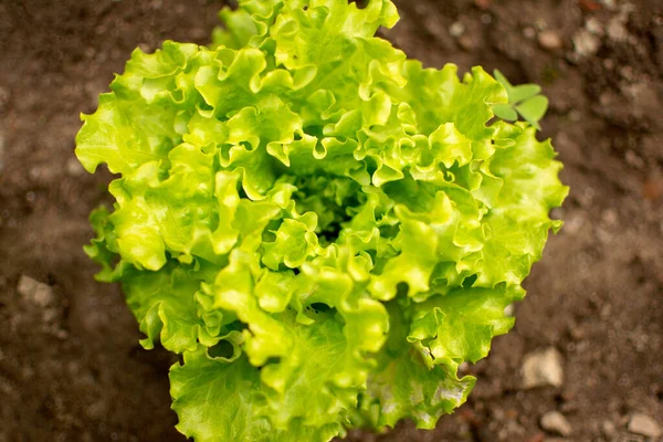 Tarlada yalnız büyüyen yeşil bir marul.