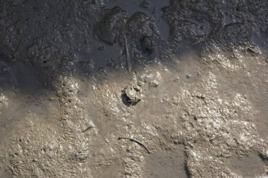 Sular çekildiğinde çamura gömülen Carcinus Maena türünün izole edilmiş yeşil yengeci.