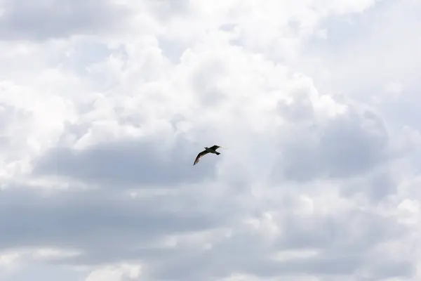 Bir yaz öğleden sonrasında bulutlu gökyüzünde tek başına uçan martı.