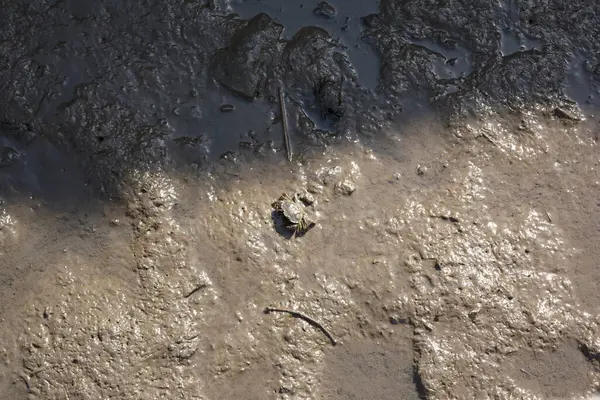 Sular çekildiğinde çamura gömülen Carcinus Maena türünün izole edilmiş yeşil yengeci.