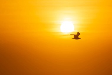 A bird in flight against the backdrop of a vivid orange sky with the setting sun, its simplicity and natural beauty evoking a sense of calm and the end of a day. clipart