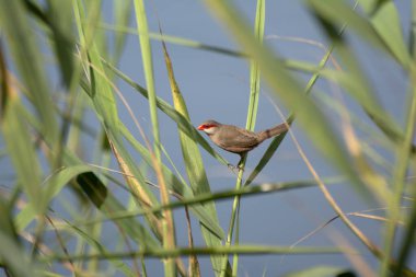 Small wild bird with gray and brown plumage and a distinctive red area around the beak, perched among tall grasses, photographed during the day in its natural habitat near a lake in a protected nature reserve clipart