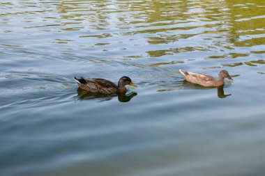 Gölde yüzen iki Kraliyet dişi ördeği. Suyun ördeklerin etrafında görülebilir dalgalanmalar var. Bu da doğadaki sakin bir anı yakalayarak ve doğal ortamında vahşi yaşamı ön plana çıkararak hareketi gösteriyor..