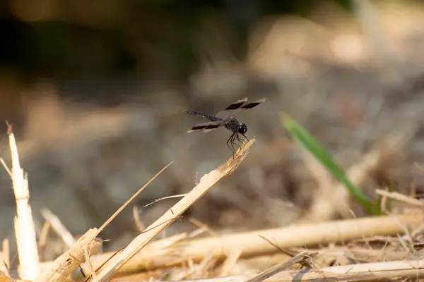 Koyu benekli yusufçuk (Brachythemis lökosticta). Yakın plan bir fotoğraf, arka planı bulanık ve koyu lekeli şeffaf kanatların detaylarını gösterir. Böcek özenle kuru bir çimen parçasına tünemiştir. Görüntü böceğin eleganını yakalar.