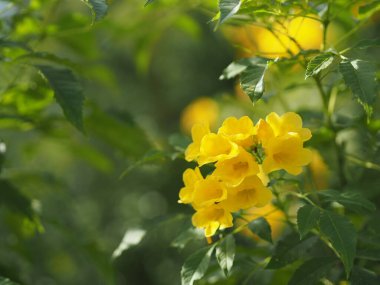 Sarı Elder, Magnoliophyta, Angiospermae lakabı Altın sarısı trompet çiçeği, yaşlı yaşlı, trompet çalısı, arka planda güzelleşen Tecoma stanları dalların sonunda bir buket çiçeğe dönüşüyorlar. 