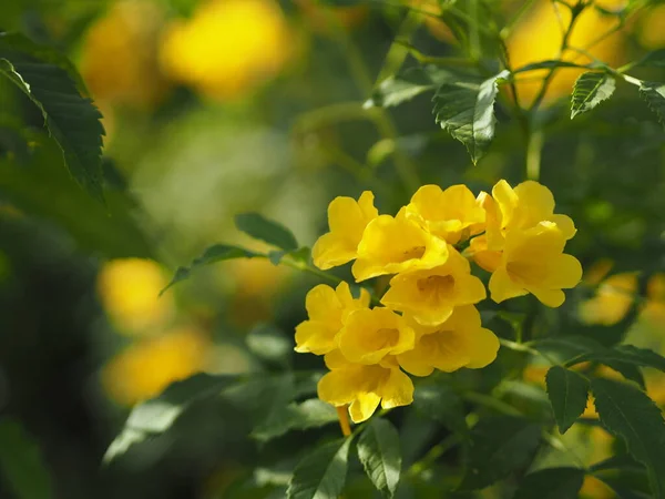 stock image Yellow Elder, Magnoliophyta, Angiospermae of name Gold Yellow color trumpet flower, ellow elder, Trumpetbush, Tecoma stans blurred of background beautiful in nature Flowering into a bouquet of flowers at the end of the branches, very blossoming, the 