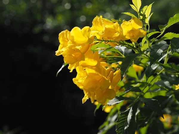 Gelber Holunder Magnoliophyta Angiospermae Des Namens Gold Gelbe Farbe Trompetenblume — Stockfoto