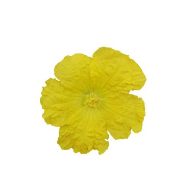 sarı luffa acutangular, beyaz arka planda Cucurbitaceae yeşil sebze