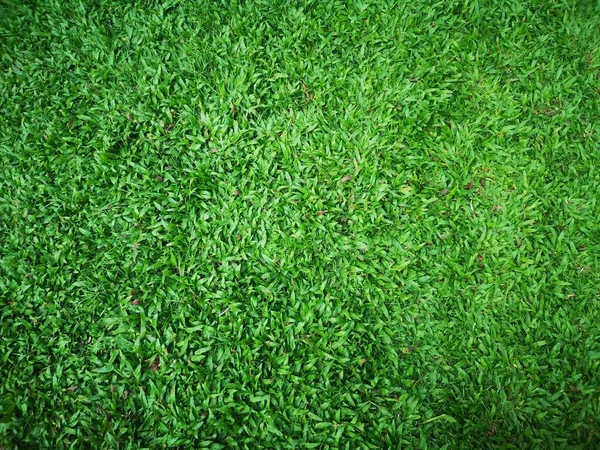Gröna Blad Gräs Natur Bakgrund — Stockfoto