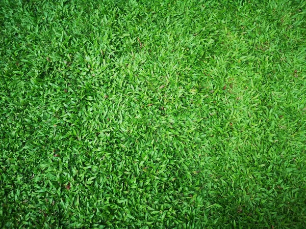 Зелене Листя Трави Фон Природи — стокове фото