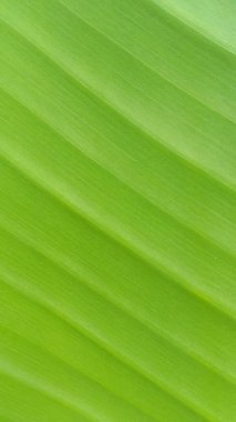 Muz taze yaprak soyut çizgi yeşil doğa arka planı