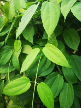 Menekşe çiçeği Thai otu defne ağacı, mavi trompet asması defne yapraklı thunbergia, Thunbergia Laurifolia Lindl.