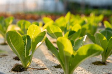 Yeşil Marul sebze tarlasından ayrılıyor. Serada yeşil salata bitkileriyle bahçecilik. Hidrofonik sağlıklı tarım besin hasadı yaz güneşi ışığı sağlıklı detoks için iyidir..