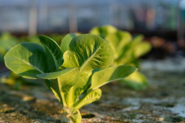 Yeşil Marul sebze tarlasından ayrılıyor. Serada yeşil salata bitkileriyle bahçecilik. Hidrofonik sağlıklı tarım besin hasadı yaz güneşi ışığı sağlıklı detoks için iyidir..