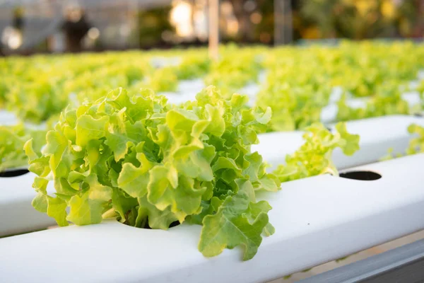 Green Lettuce leaves in vegetable field. Gardening background with green Salad plants in greenhouse. Hydroponic Healthy plantation food harvest in summer sun light good for wellness detox nutritious.
