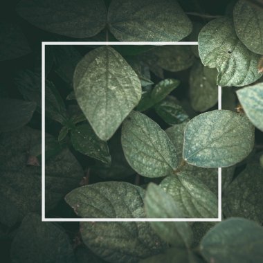 Raftaki iç dekorasyon yeşil vazolar beyaz banyo duvarındaki bitkiler. Modern yaz yaşam tarzı tatil köyü bej duvar kağıdı. Zarif bir yaşam tarzı. Şömine rafı hafif elementleri çiçek yaprağı kavramı.