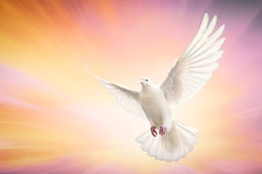 One White Dove freedom flying Wings on transparent background symbol of International Day of Peace, Holy spirit of God in Christian religion heaven concept clipart