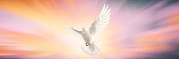 One White Dove Liberté Ailes Volantes Sur Fond Transparent Symbole Images De Stock Libres De Droits