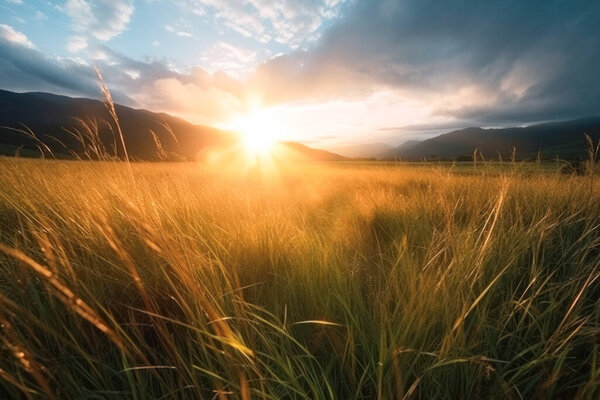 Панорама лугового заката Вид: спокойный природный ландшафт Красочное небо. Летом на облачном небосводе широкое поле ржаной пшеницы. Концепция Всемирного дня окружающей среды: Зеленая энергия углеродного кредита.