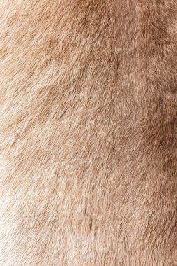 Kahverengi Gri Hayvan Doğal Kurt Tilkisi, Ayı, Vahşi Yaşam Doku Masası Kıllı Arka plan, doku ve duvar kağıdı kavramları. Yumuşak Boz Ayı Ceketi resminin detaylarını kapat Tam Çerçeve.