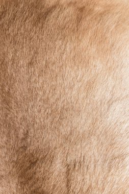 Kahverengi Gri Hayvan Doğal Kurt Tilkisi, Ayı, Vahşi Yaşam Doku Masası Kıllı Arka plan, doku ve duvar kağıdı kavramları. Yumuşak Boz Ayı Ceketi resminin detaylarını kapat Tam Çerçeve.
