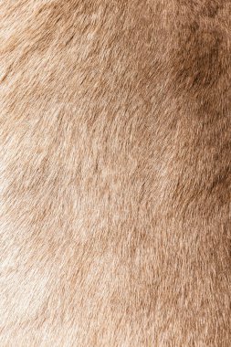 Kahverengi Gri Hayvan Doğal Kurt Tilkisi, Ayı, Vahşi Yaşam Doku Masası Kıllı Arka plan, doku ve duvar kağıdı kavramları. Yumuşak Boz Ayı Ceketi resminin detaylarını kapat Tam Çerçeve.