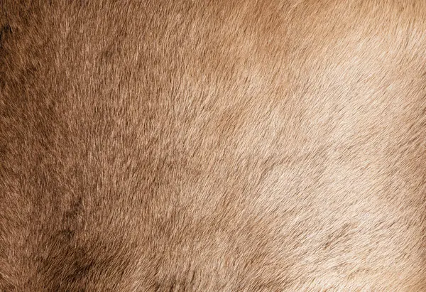 Brown Grey Animal Natural Fur Wolf Fox, Bear, Wildlife texture table top view Concept for hairy Background, textures and wallpaper. Close up detail of Fluffy grizzly Bear Coat image Full Frame.