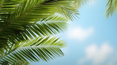 Paskalya gününden önce İsa 'yı karşılamak için Palm Sunday ve Paskalya günü. Tahta Haç ve beyaz arka planda avuçlar Paskalya sembolü konsepti, Dünya Çevre Günü Yeşil Hindistan cevizi yaprakları