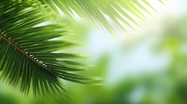 Paskalya gününden önce İsa 'yı karşılamak için Palm Sunday ve Paskalya günü. Tahta Haç ve beyaz arka planda avuçlar Paskalya sembolü konsepti, Dünya Çevre Günü Yeşil Hindistan cevizi yaprakları