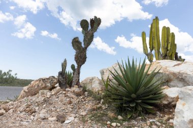 Arid Çölündeki Dikenli Kaktüs: Parlak, Temiz Gökyüzü ve Rocky Arazi, Doğanın Dayanıklı Florası ve Güneybatı Sahnesi 'ni Kucaklayan Kaktüs