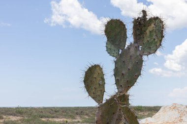 Arid Çölündeki Dikenli Kaktüs: Parlak Gökyüzü, Rocky Arazi ve Güneybatı Vahşi Doğadaki Egzotik Yeşil Flora