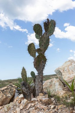 Arid Çölündeki Dikenli Kaktüs: Parlak Gökyüzü, Rocky Arazi ve Güneybatı Vahşi Doğadaki Egzotik Yeşil Flora