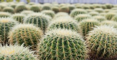 Lezzetli Kaktüs Çiftliği: Dikenli Dikenli Yeşil Bitkiler Açık Hava Çocuk Yuvasında, Doğal Büyüme ve Arid Ortamı Dokusunu Gösteriyor