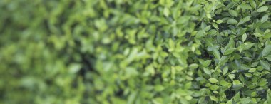 Yapraklar parlak yeşildir, bereketli yeşilliklere eklenir ve canlı bir büyüme ve taze bitki örtüsüyle açık hava ortamının güzelliğini gözler önüne serer..