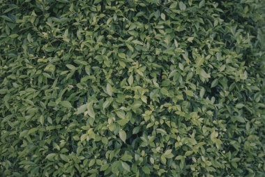 Yeşil yapraklar bahçeye canlı bir doku ekler, her bitkinin yaprakları bu bereketli açık havada doğal bir arka plan oluşturur..